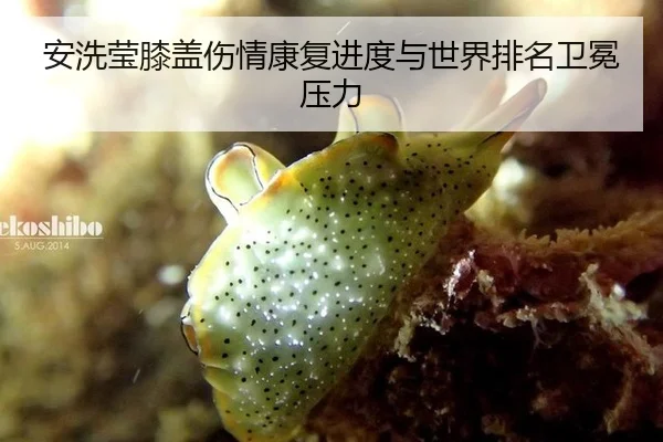 an-xi-ying-xi-gai-shang-qing-kang-fu-jin-du-yu-shi-jie-pai-ming-wei-mian-ya-li-3-714.jpg